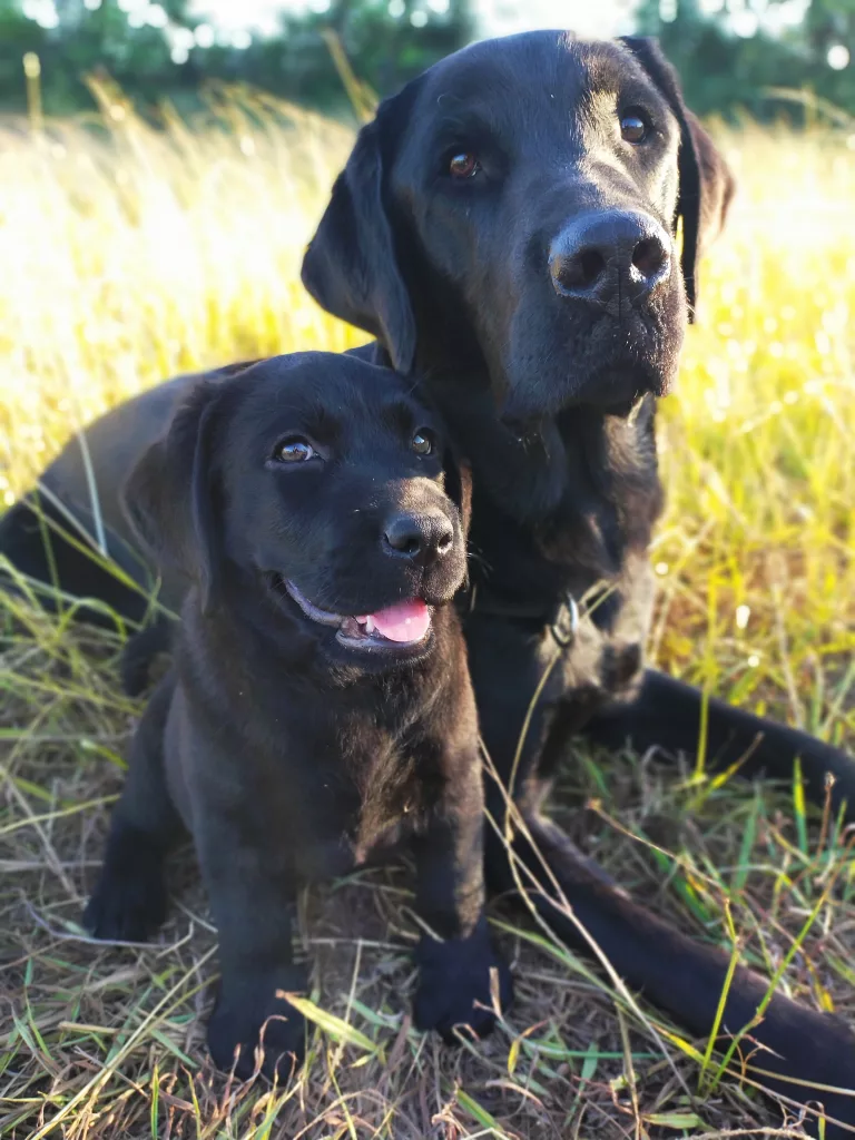 Photo trop mignonne de Saphir et Unys côte à côte dans un champs à la lumière du soleil couchant. Ils sont des futurs chiens d'assistance aux personnes handicapées.